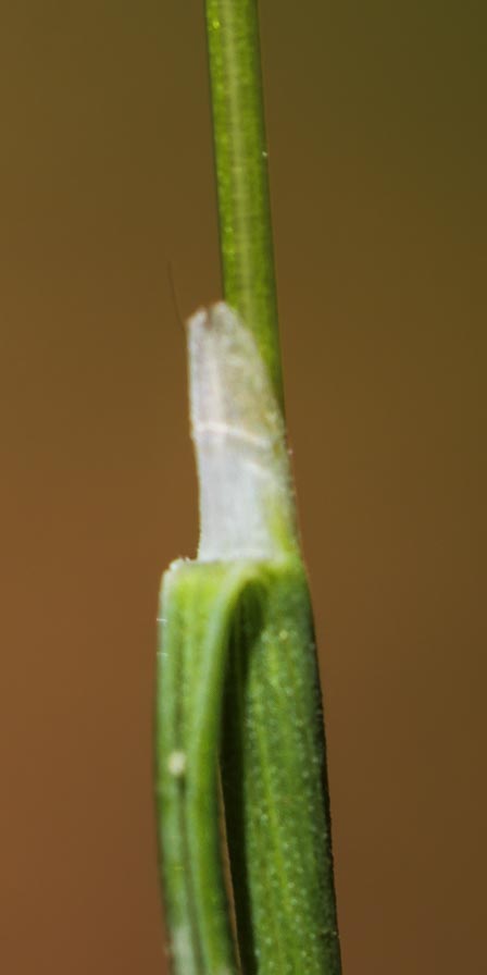 Poaceae: Aira caryophyllea